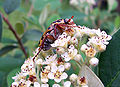 Spotted flower chafer