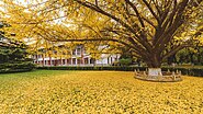 Peking University during the autumn