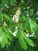 Fleurs épanouies.