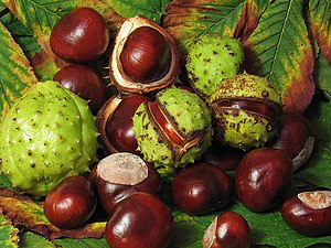 Horse Chestnuts