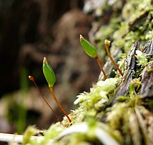 Buxbaumia viridis 060408b.jpg