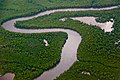 Image 9Caroni Swamp, Trinidad (from Biota of Trinidad and Tobago)