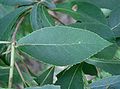 Detail listu jochovce Clethra barbinervis