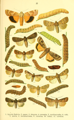 Euxoa tritici – Raupe