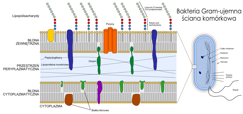 Struktura zewnętrzna bakterii Gram-ujemnej