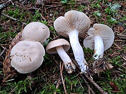 Haisev heinik Tricholoma inamoenum Foto: Sven Pruul