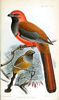 Whitehead's Trogon