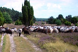 Heidschnucken in der Misselhorner Heide