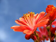 Lewisia e.jpg