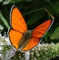 オオベニシジミ Lycaena dispar シジミチョウ科