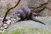 Brown mustelid on a mossy rock