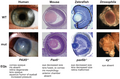 Image 22The pax-6 gene controls development of eyes of different types across the animal kingdom. (from Evolutionary developmental biology)