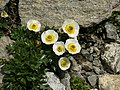 Ranunculus glacialis