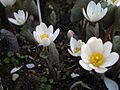 Sanguinaire du Canada (Sanguinaria canadensis).