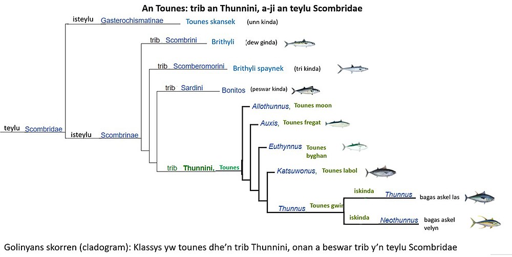 Golinyans skorren (cladogram) tounes