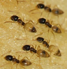 Муравей Tapinoma melanocephalum