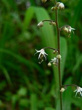 T. trifoliata