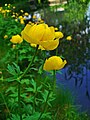 Trollius europea