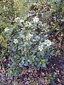 Viburnum tinus Gwenllian