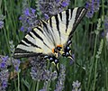 Scarce swallowtail (Iphiclides podalirius) tribe Leptocircini