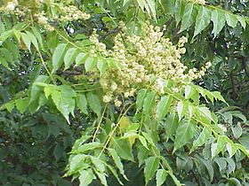 Ailanthus altissima