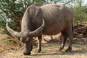 Vandbøffel (Cephalophus natalensis) i Thailand