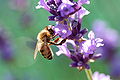 European honey bee