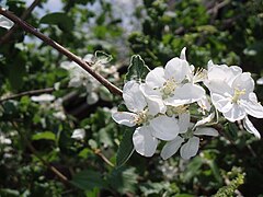 Fleurs de pommier.