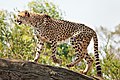 Cheetah on top of a log