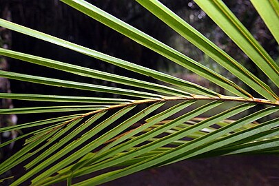 Tulang daun pelepah kelapa.