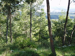 Pine forest at Eshtaol planted by Jewish National Fund