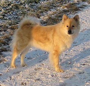 Eurasier (Hunderasse)