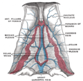 中間帆（velum interpositum)