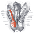 The scrotum