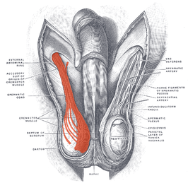 De m. cremaster ligt in een dunne laag boven de tunica vaginalis.