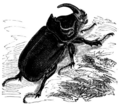 Oryctes nasicornis