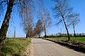 Birch alley alongside the main road