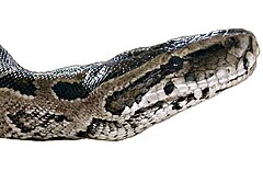 Description de l'image Python natalensis-Head.jpg.