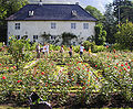 Baroniet Rosendal med den vidgjetne rosehagen i framgrunnen.