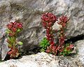 Sedum atratum