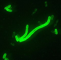 Yersinia pestis, імунофлюоресцентне зображення