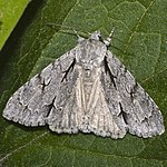 Acronicta psi – Oberseite