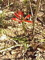 Die kalk- und skelettreichen Äcker beherbergen eine interessante Segetalflora, zu der das stark gefährdete Scharlach-Adonis (Adonis flammea) gehört.[3]