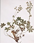 Miniatura para Alchemilla transiens