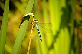 Libélula macho