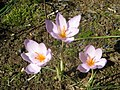 Crocus longiflorus