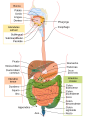 interlingua • Interlingua