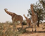 Giraffes