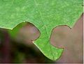 Leaves cut by Megachile sp.