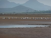 Aves en Lo Poyo